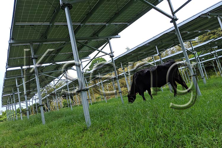 태양열 농업이 현대 농업 산업을 개선할 수 있습니까?
